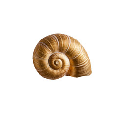 TRANSPARENT PNG ULTRA HD 8K A delicate seashell, its intricate patterns and gentle curves are a testament to the artistry of nature's hand