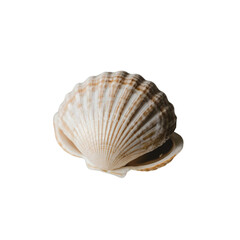 Fototapeta premium TRANSPARENT PNG ULTRA HD 8K A delicate seashell, its intricate patterns and gentle curves are a testament to the artistry of nature's hand