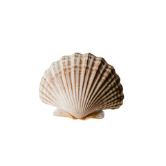 TRANSPARENT PNG ULTRA HD 8K A delicate seashell, its intricate patterns and gentle curves are a testament to the artistry of nature's hand
