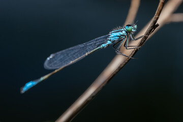Łątka dzieweczka (Coenagrion puella, Azure damselfly) © Ania Burczyńska