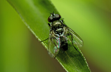 Mucha © Ania Burczyńska