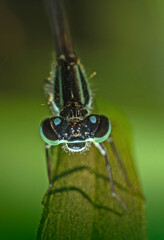 Łątka dzieweczka (Coenagrion puella, Azure damselfly) © Ania Burczyńska