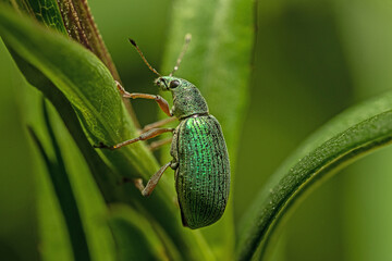 Naliściak srebrnik (Phyllobius argentatus) © Ania Burczyńska