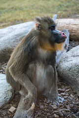 Baboon profile