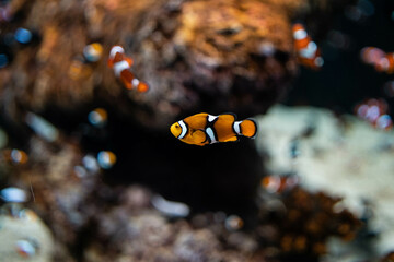 Nemo