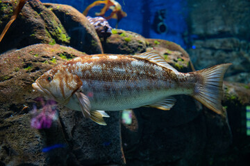 Fish