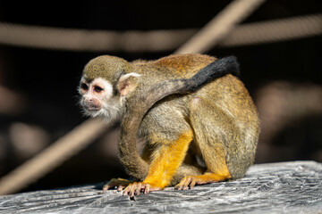 Gold monkey