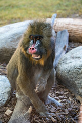 Baboon