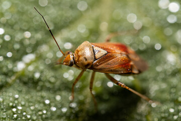 Zmienik ziemniaczek (Lygus pratensis) © Ania Burczyńska