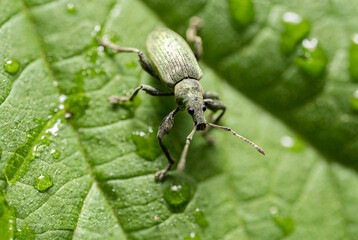 Naliściak brzozowiak (Phyllobius betulae) © Ania Burczyńska