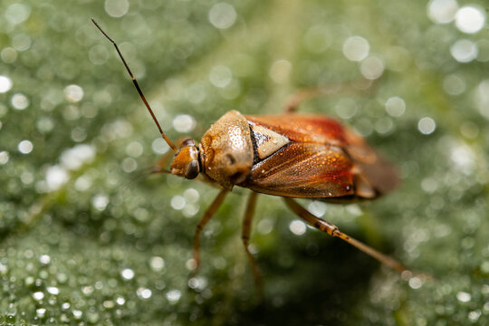 Zmienik ziemniaczek (Lygus pratensis)