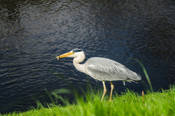 Grey heron catching fish in a water canal