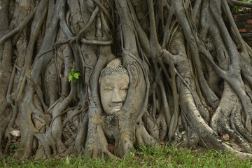 ancient Buddha statue covering by root of bodhi tree in Wat Mahathat travel landmark in Thailand