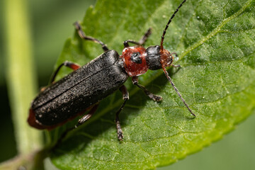 Omomiłek szary (Cantharis fusca, Soldier beetle) © Ania Burczyńska