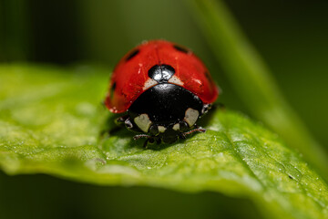 Biedronka siedmiokropka (Coccinella septempunctata, Seven-spot ladybird) © Ania Burczyńska