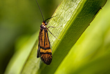 Wąsateczka zawilczaneczka (Nemophora degeerella, Yellow-barred long-horn)
