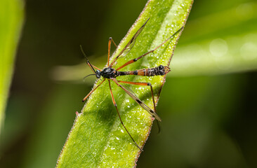 Wachlarzyn mułowy (Ptychoptera contaminata) © Ania Burczyńska