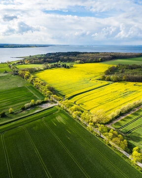 Areal shot of blooming rape field in Mecklenburg-Vorpommern at the baltic sea..