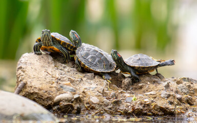 A flock of turtles in a pond in the park