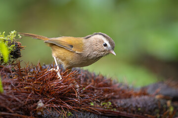 Danis' Nontimalia perched on red-colored undergrowth