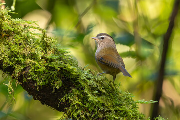Danis' Nontimalia perched on a moss-covered branch