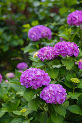 A hydrangea flower at the garden in the public park