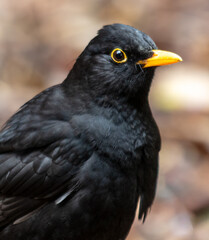 Portrait of a starling in the park