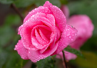 Rose flower in drops of water in the park