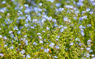 Small blue flowers on the grass as a background