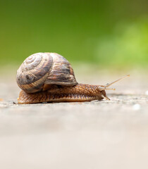 A snail crawls along the road in the park