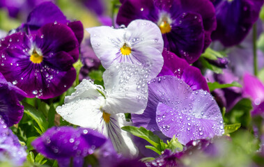 Purple flowers in drops of water