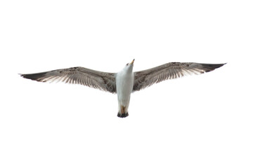 Seagull in flight isolated on a white background