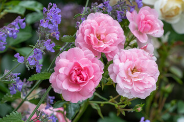 pink Rose Bonica 82 und Katzenminze im Sommergarten
