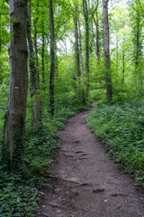 path in the forest