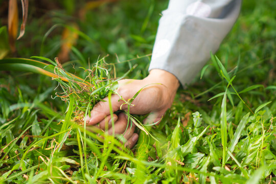 Woman hand clearing, pulling out some weed form her garden, hand picked