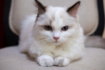Cute, small Ragdoll cat. 4 months old