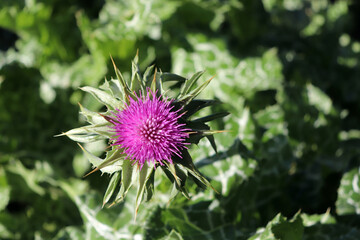 Silybum marianum, also known as a Holy Thistle in full splendor. This species is an annual or biennial plant of the Asteraceae family. This fairly typical thistle has red to purple flowers.