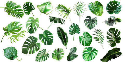 Set of tropical plant leaves. Various green leaves including monstera, palm, and philodendron on a white background. Perfect for botanical, nature-themed designs.