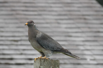 Closeup on the North-American Band-tailed pigeon, Patagioenas fasciata sitting on top of a pole
