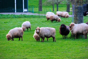 Fototapeta premium Woolly sheep with thick woollen fleece before shearing on a meadow in the Netherlands