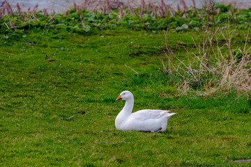 A snow-white goose sits on a green meadow on the edge of the North Holland Canal in the Netherlands