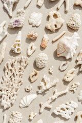 Sea shells, corals, sea stones with sun shadow at sunlight, nature photo of white shell and coral...