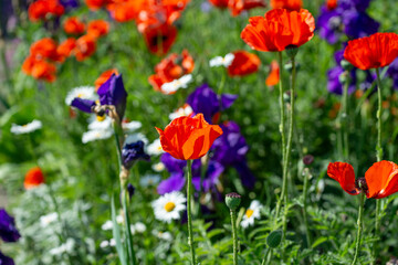 daisies, irises, and poppies in a garden bed at the park