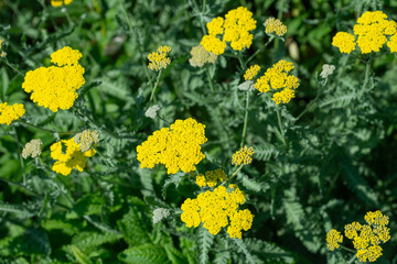 Fototapeta premium Yarrow (Achillea millefolium) in a bright garden outdoors