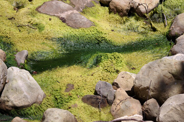 Rocky creek in a forest