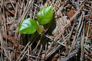 森を形成する新しい樹木の芽