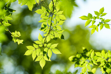爽やかな新緑イメージ素材