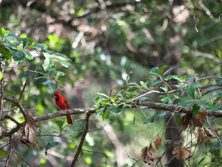 cardinal on a branch