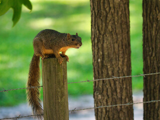 squirrel on a post