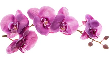 Obraz na płótnie Canvas Purple orchid flowers isolated on a white background. AI generated.